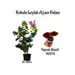 serada decor & plant Kokulu Leylak Ağacı Fidanı Saksılı, 30-60 cm, Yaprak Güzeli Çiçeği Hediyeli