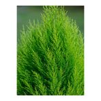 serada decor & plant Kokulu Limon Çamı Limoni Servi, 30-40 cm, Saksılı Dış Mekan Ağacı, Cupressus Macrocarpa, Yeşil