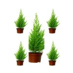 Serada Decor & Plant Kokulu Limoni Servi Fidanı, 10-25 cm, 5 Adet Tüplü Dış Mekan Bitkisi, Cupressus Macrocarpa