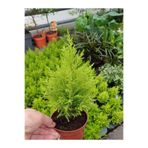 Serada Decor & Plant Kokulu Limoni Servi Fidanı, Sarı Renk, 10 Adet, 15-25 cm, Tüplü Çit Ağacı