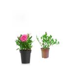 serada decor & plant Kokulu Pembe Gül Fidanı, 15-25 cm, Mezem Hediyeli, Çok Renkli, 2'li Set