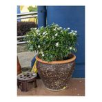 Serada Decor & Plant Kokulu Yasemin Çiçeği, Beyaz, 50-80 cm, Dış Mekan Sarmaşık Bitkisi
