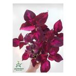 serada decor & plant Kolyos Yaprak Güzeli, 1 Adet Saksılı, 10-20 cm, Kırmızı