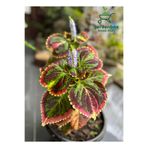 serada decor & plant Kolyos Yaprak Güzeli Çiçeği, 1 Adet, 10-20cm Saksılı