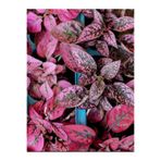 serada decor & plant Koyu Pembe Hostes Çiçeği Saksılı Hypoestes, 10-15 cm