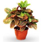 Serada Decor Plant Kraton Bitkisi 30 40 Cm Boy Croton Petra 13 Cm Saksı Çapı Ev Ofis Salon Bitkisi