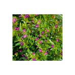 Serada Decor & Plant Kufeya Cennet Çiçeği, 10 Adet, Pembe, 20-30 cm