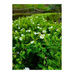 Serada Decor Plant Kufeya Cennet Çiçeği Beyaz-Mor Set, Cuphea Hyssopifolia, 20-30cm