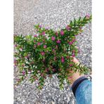 Serada Decor Plant Kufeya Cennet Çiçeği Mor - Cuphea Hyssopifolia 20-30CM (Çiçekli Bodur Bitki)
