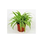 Serada Decor & Plant Kurdela Çiçeği, İç Mekan Bitkisi, 10-20 cm