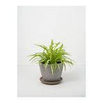 serada decor & plant Kurdele Çiçeği, 15-30 cm, 3 Adet Saksılı, Kalanchoe