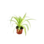 serada decor & plant Kurdele Çiçeği Chlorophytum Comosum, 20-30 cm, 12 cm Saksıda