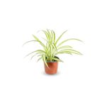 serada decor & plant Kurdele Çiçeği Chlorophytum Comosum Variegatum, Canlı İç Mekan Bitki