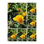 serada decor & plant Landora Gül Sarı Renkli, 30-60 cm, 1 Adet Saksılı Aşılı Gül Fidanı