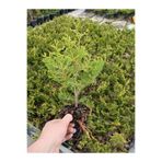 Serada Decor & Plant Leylandi 10 Adet (15-30cm) Tüplü Cupressus