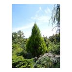 Serada Decor & Plant Leylandi Çam Fidanı, 30-40 cm, 1 Adet Tüplü, Cupressocyparis Leylandii