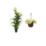 serada decor & plant Leylandi Çam Fidanı 30-60cm, Sarı Petunya Çiçeği 20-30cm, Curf Dekoratif Taş 2lt, 3'lü Peyzaj Seti, Çok Renkli