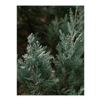 serada decor & plant Leylandi Cupressus Dekorasyon Bitkisi, 30-40 cm, 1 Adet Tüplü