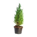 Serada Decor & Plant Leylandi Fidanı, 25-30 cm, 10 Adet Tüplü, Dış Mekan Ağacı, Cupressocyparis Leylandii