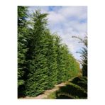 serada decor & plant Leylandi Fidanı, 40-60 cm, Tüplü Dış Mekan Bitkisi, Yeşil