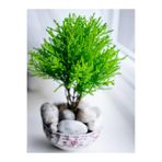 Serada Decor & Plant Limon Kokulu Limon Servi Mini, 20-30 cm, Saksılı Dış Mekan Bitkisi, Yeşil