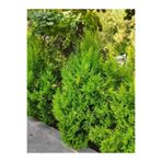 serada decor & plant Limon Selvi Fidanı, 30-40 cm, 10 Adet Tüplü, Cupressus Macrocarpa Goldcrest, Dış Mekan Ağacı