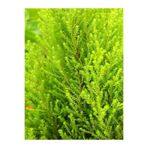 Serada Decor & Plant Limon Servi Çam Fidanı, 30-50 cm, 1 Adet, Saksılı, Cupressus Macrocarpa