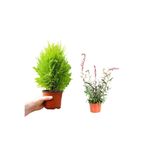 Serada Decor & Plant Limon Servi + Gaura Çiçeği 2'Li Set Dış Mekan Bitkisi, 20-40 cm