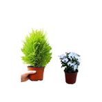 serada decor & plant Limoni Servi Fidanı + Beyaz Bodrum Papatyası 2'li Bahçe Peyzaj Seti