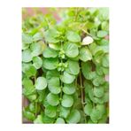 serada decor & plant Lysimachia Nummularia Altın Kolye Çiçeği, Sarı Çiçekli, 30-40 cm, 1 Adet Saksılı