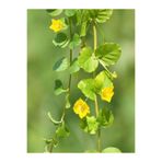Serada Decor & Plant Lysimachia Nummularia Sarı Çiçekli Zemin Örtücü Altın Kolye Çiçeği 20-40 cm