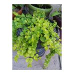 Serada Decor & Plant Makrome Saksılı Altın Kolye Çiçeği, Lysimachia Nummularia, 25-40cm, 1 Adet