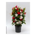 serada decor & plant Mandevilla Karışık Sandavilla 30-60 cm, Kırmızı Beyaz Çiçekli Dış Mekan Sarmaşık