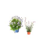 Serada Decor & Plant Mavi Çalı Papatyası + Gaura Çiçeği 2'Li Set, Dış Mekan Bitkisi, 20-40 cm, Çok Renkli