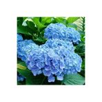Serada Decor & Plant Mavi Çiçekli Ortanca Çiçeği, 40-70 cm, Saksılı Bodur Bitki (Hydrangea)