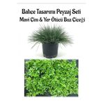 serada decor & plant Mavi Çim Saksılı, Buz Çiçeği Bahçe Seti