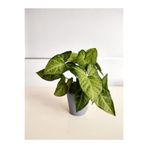 serada decor & plant Melek Kanadı Sarmaşığı, Saksılı, 20-30cm, İç Mekan Salon Ofis Çiçeği