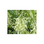 serada decor & plant Melisa Çiçeği (Parfüm Çiçeği), Beyaz Çiçekli, Otsu Bitki