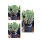 Serada Decor & Plant Mezarlık Için 3'lü Bitki Fidesi, 10-15 cm, Tüplü, Çiçekli Bodur Bitkiler