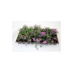 serada decor & plant Mezem Çiçeği, Yer Örtücü Bodur Bitki, 12 Adet, Mor