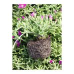 Serada Decor & Plant Mezem Yer Örtücü Acem Halısı Çiçeği, Mor, 3 Adet Bahçe Peyzaj Seti