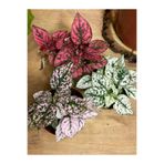 Serada Decor Plant Mini Boy 3 Renk Hostes Çiçeği Pembe Kırmızı Beyaz(Hypoestes) 10-15 cm