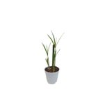 serada decor & plant Mini Japon Şemsiyesi, 5-10 cm, Saksılı İç Mekan Bitkisi