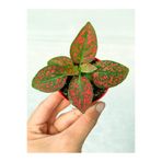 serada decor & plant Mini Kırmızı Hostes Çiçeği, 5-15 cm, Saksılı, Hypoestes