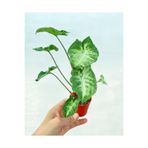 serada decor & plant Mini Melek Kanadı Çiçeği, 10-15 cm, Saksılı, Syngonium Pixie