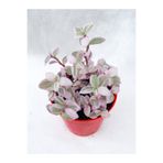 Serada Decor & Plant Mini Pembe Telgraf Çiçeği, 5-15 cm, Saksılı, Pink Lady