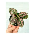 serada decor & plant Mini Pembeli Hostes Çiçeği, 5-15 cm, Saksılı, Hypoestes