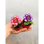 Serada Decor Plant Mini Saksıda 2 Adet Mine Çiçeği Verbena Çiçekli Bodur Bitki