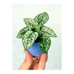 Serada Decor & Plant Mini Saksıda Beyaz Hostes Çiçeği, Hypoestes Phyllostachya, 5-15 cm, 1 Adet Salon Bitkisi