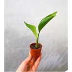 Serada Decor Plant Mini Saksıda Starliçe Cennet Kuşu Çiçeği